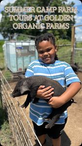 Instagram post by @goldenorganicfarm