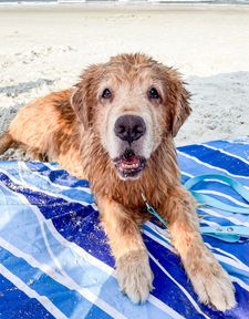 Instagram post by @leviatyourservice