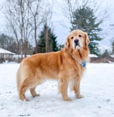 Instagram post by @leviatyourservice