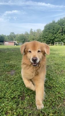 Instagram post by @leviatyourservice