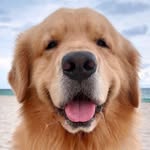 @leviatyourservice Instagram Profile