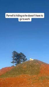 Instagram post by @shayhairmuseum