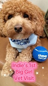 Instagram post by @adventuresofamadeus