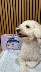 Instagram post by @adventuresofamadeus