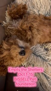 Instagram post by @adventuresofamadeus