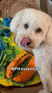 Instagram post by @adventuresofamadeus