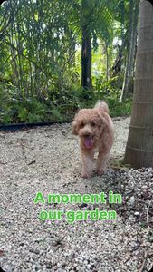 Instagram post by @adventuresofamadeus