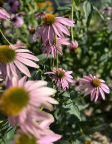 Instagram post by @ka2sh