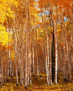 Instagram post by @frankiespontelli