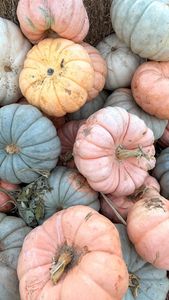 Instagram post by @thevanessaporter