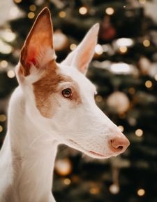 Instagram post by @2podsinapod