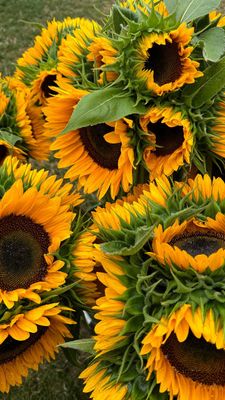 Instagram post by @chefsethboylan