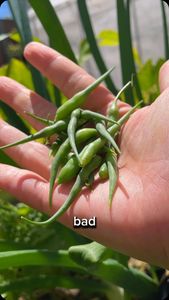 Instagram post by @motherofbokchoy