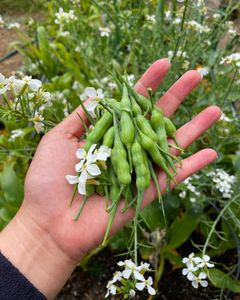 Instagram post by @motherofbokchoy