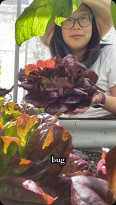 Instagram post by @motherofbokchoy