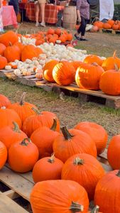 Instagram post by @olivia.r.shannon