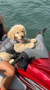 Instagram post by @the3retrievers