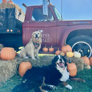 Instagram post by @the3retrievers