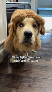 Instagram post by @the3retrievers