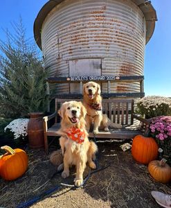 Instagram post by @the3retrievers