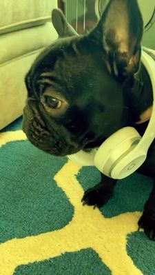 Instagram post by @cookiemonster_thefrenchie