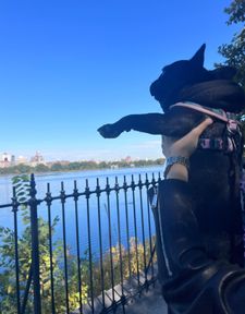 Instagram post by @cookiemonster_thefrenchie