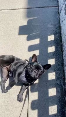 Instagram post by @cookiemonster_thefrenchie