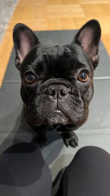 Instagram post by @cookiemonster_thefrenchie