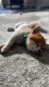 Instagram post by @spartacusmke