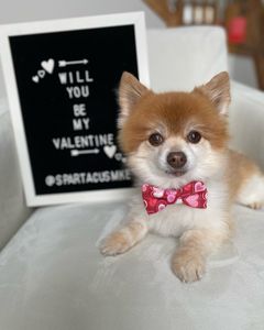 Instagram post by @spartacusmke