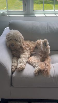 Instagram post by @kingtuckerdoodle