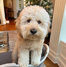 Instagram post by @kingtuckerdoodle