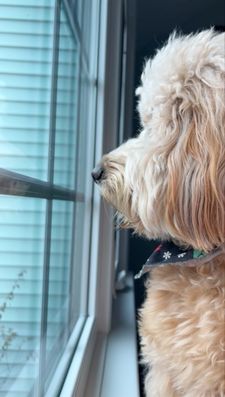 Instagram post by @kingtuckerdoodle