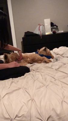 Instagram post by @kingtuckerdoodle