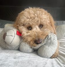 Instagram post by @kingtuckerdoodle