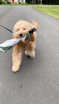 Instagram post by @kingtuckerdoodle