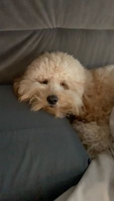 Instagram post by @kingtuckerdoodle