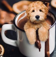 Instagram post by @kingtuckerdoodle