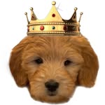 @kingtuckerdoodle Instagram Profile