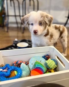 Instagram post by @rainesinthepnw