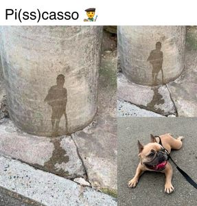 Instagram post by @somefrenchienamedapollo