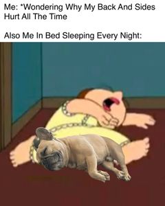 Instagram post by @somefrenchienamedapollo