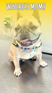 Instagram post by @somefrenchienamedapollo