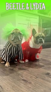 Instagram post by @somefrenchienamedapollo