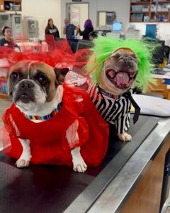 Instagram post by @somefrenchienamedapollo