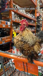 Instagram post by @hen_stefani