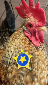 Instagram post by @hen_stefani