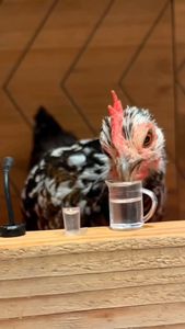 Instagram post by @hen_stefani