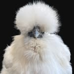 @hen_stefani Instagram Profile