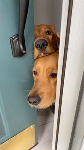 Instagram post by @teegagoldenpants